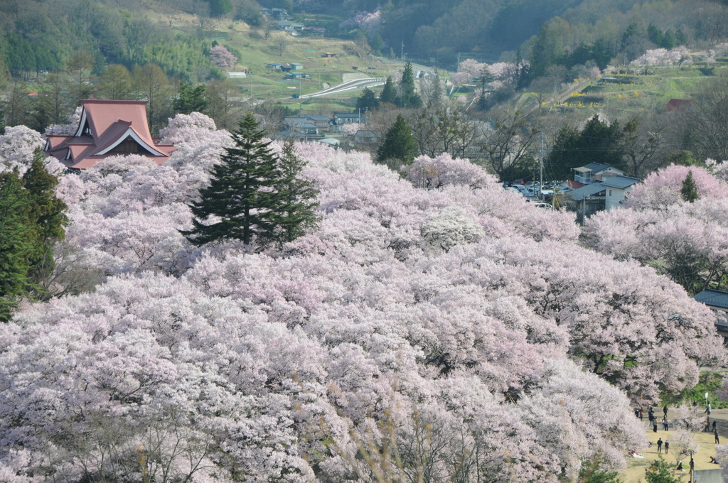 桜雲に浮かぶ高遠閣