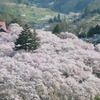 桜雲に浮かぶ高遠閣