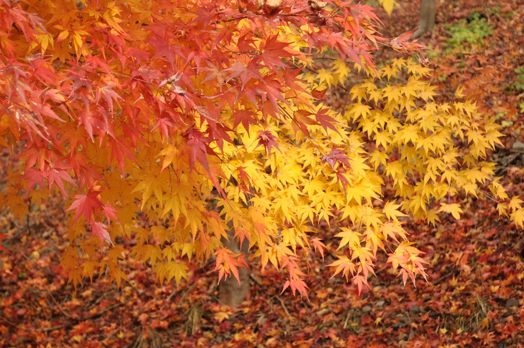 orange & yellow