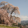 勝間薬師堂の枝垂桜