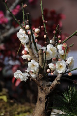 ume