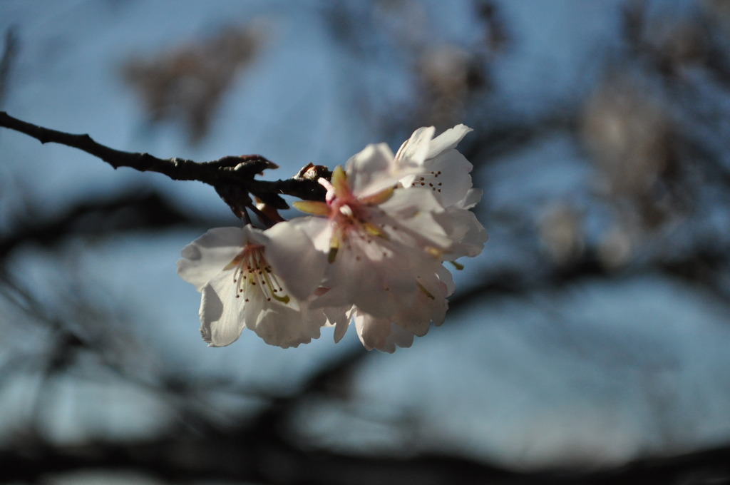 十月桜