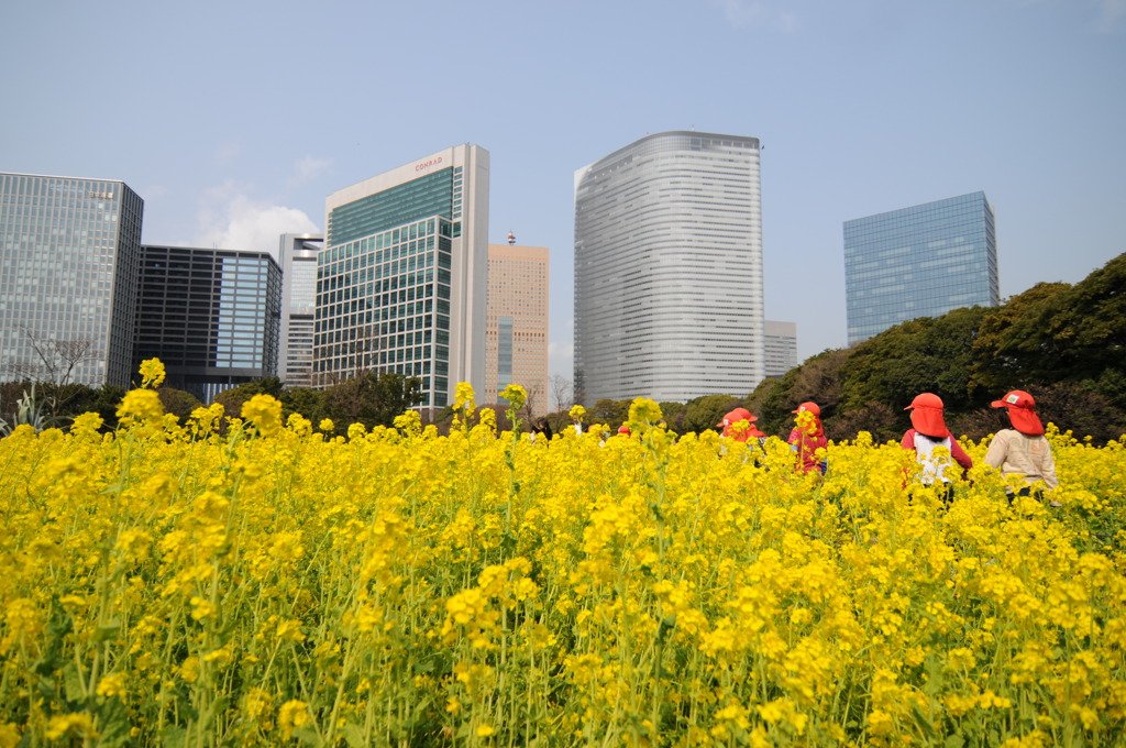 菜の花探検隊