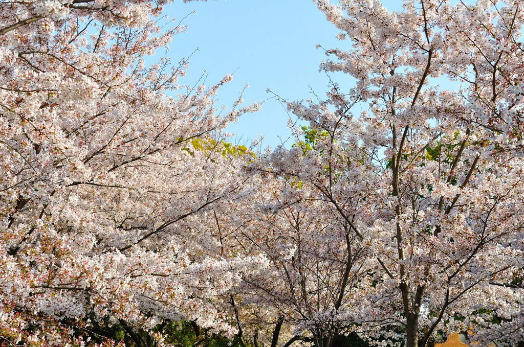 SAKURA