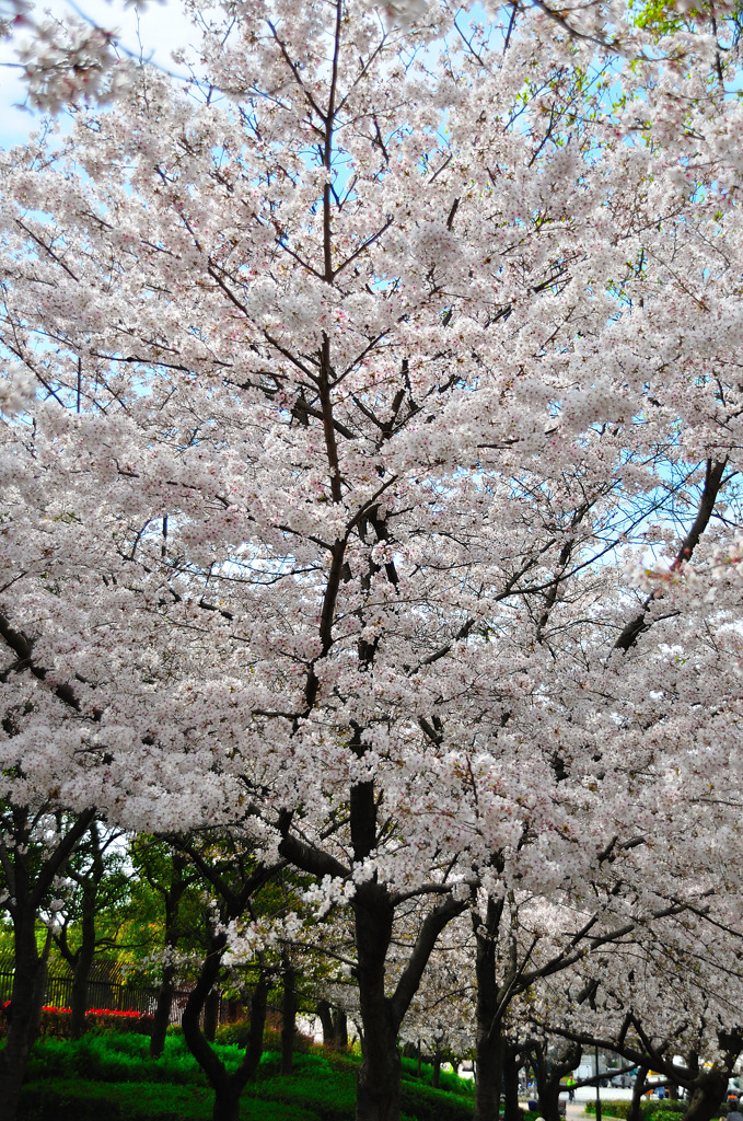 SAKURA