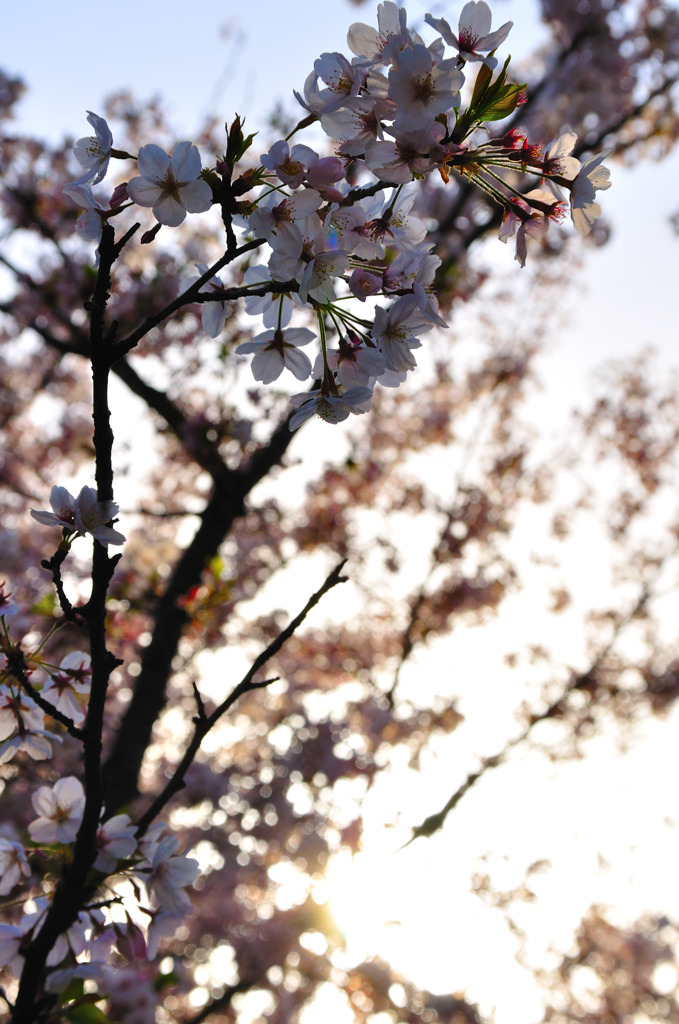 SAKURA