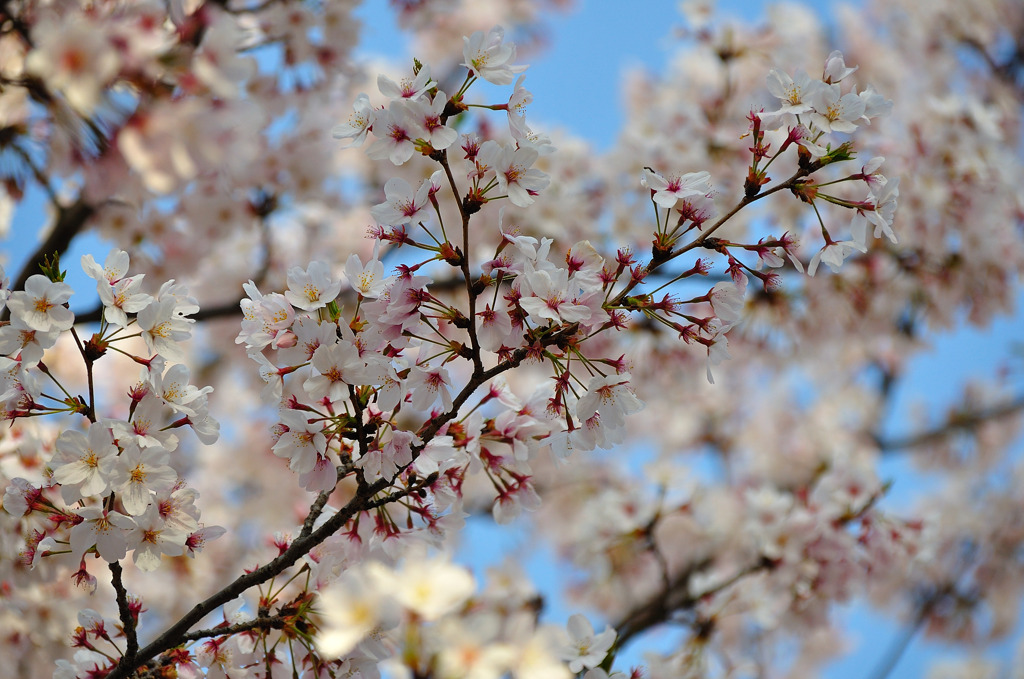 SAKURA