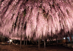 ふじの寺　その弐