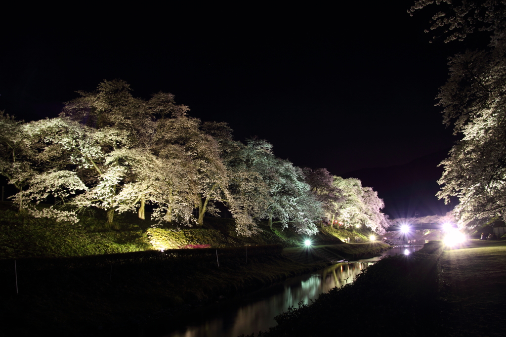 うぐい川の夜桜