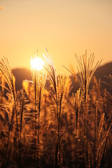 曽爾の夕日