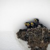Swallow baby