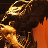 T-REX OF MUSEUM