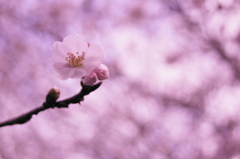 濡れ桜