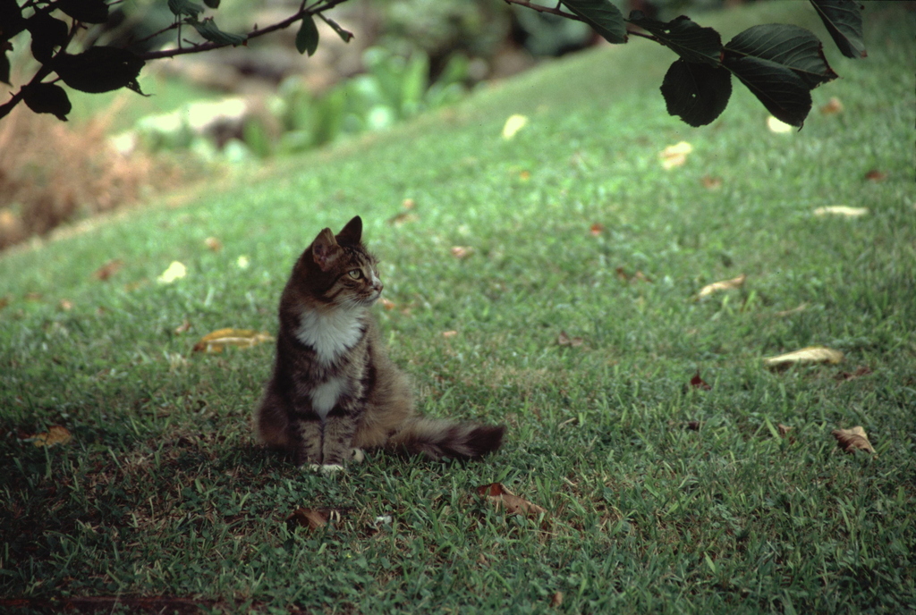 Hawaiian cat