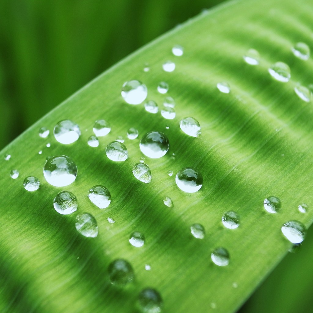 恵みの雨