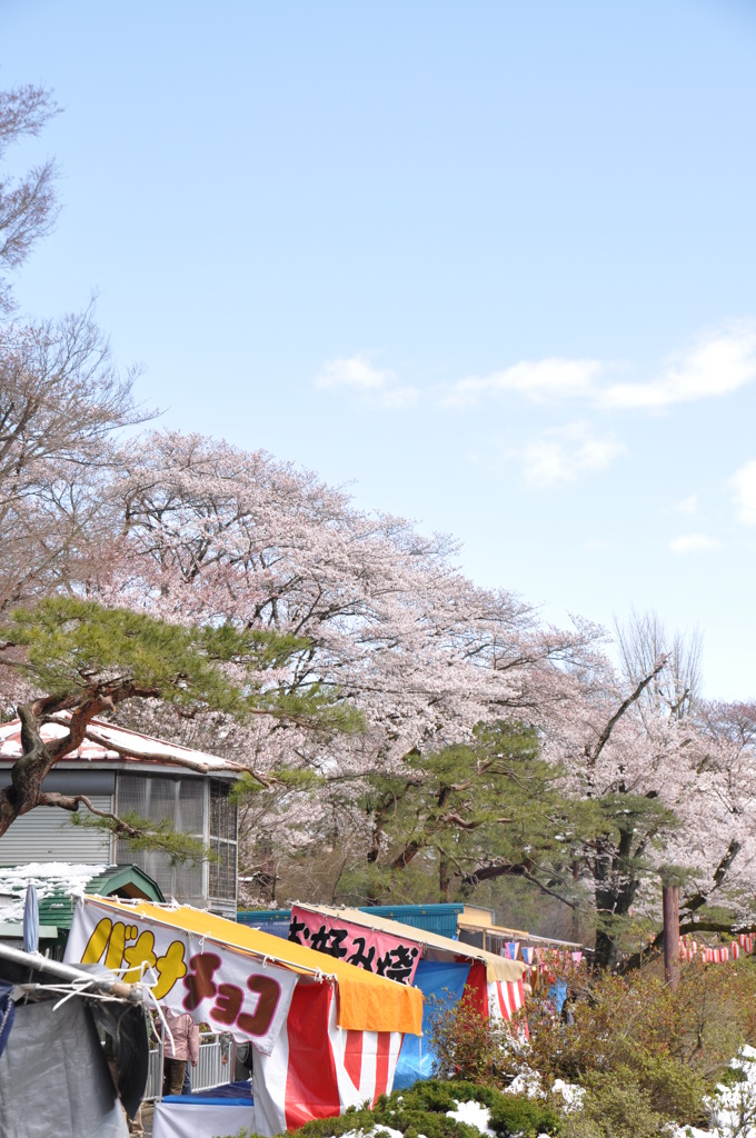 満開まであとちょっと