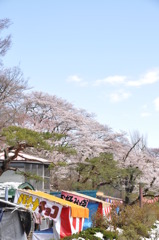 満開まであとちょっと