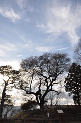 御殿桜・・・・まだか