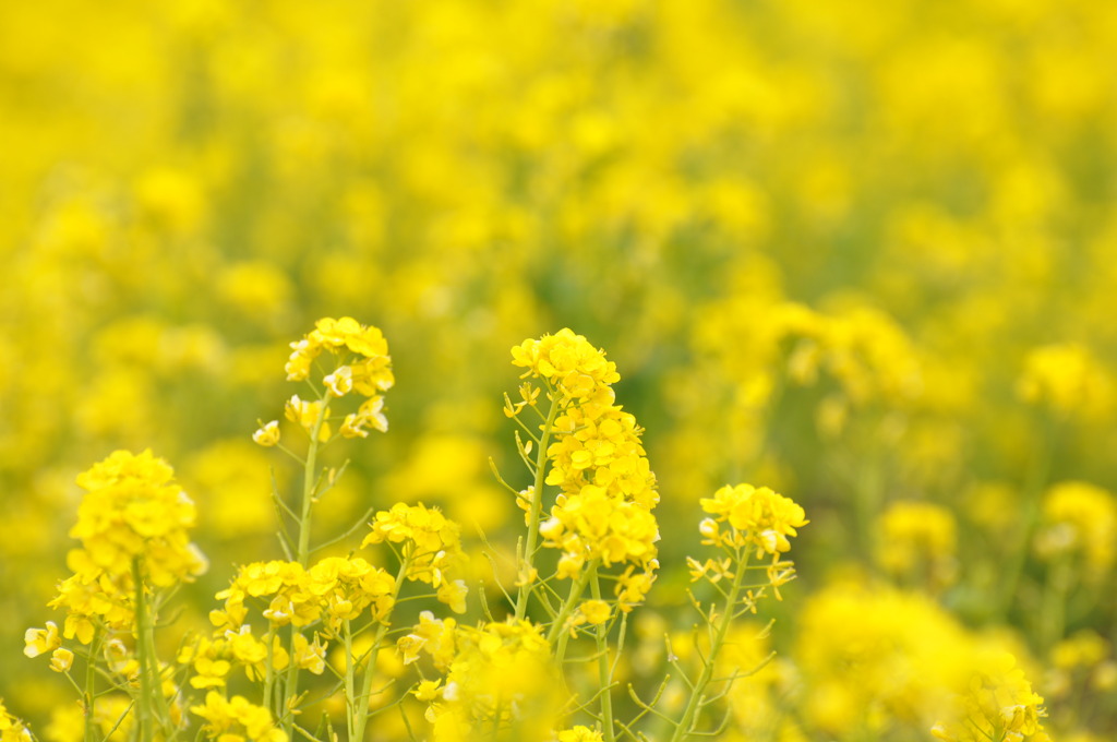 菜の花～