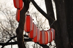 ちょうちんも開花待ち