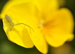 じゃんけんっ　グー！