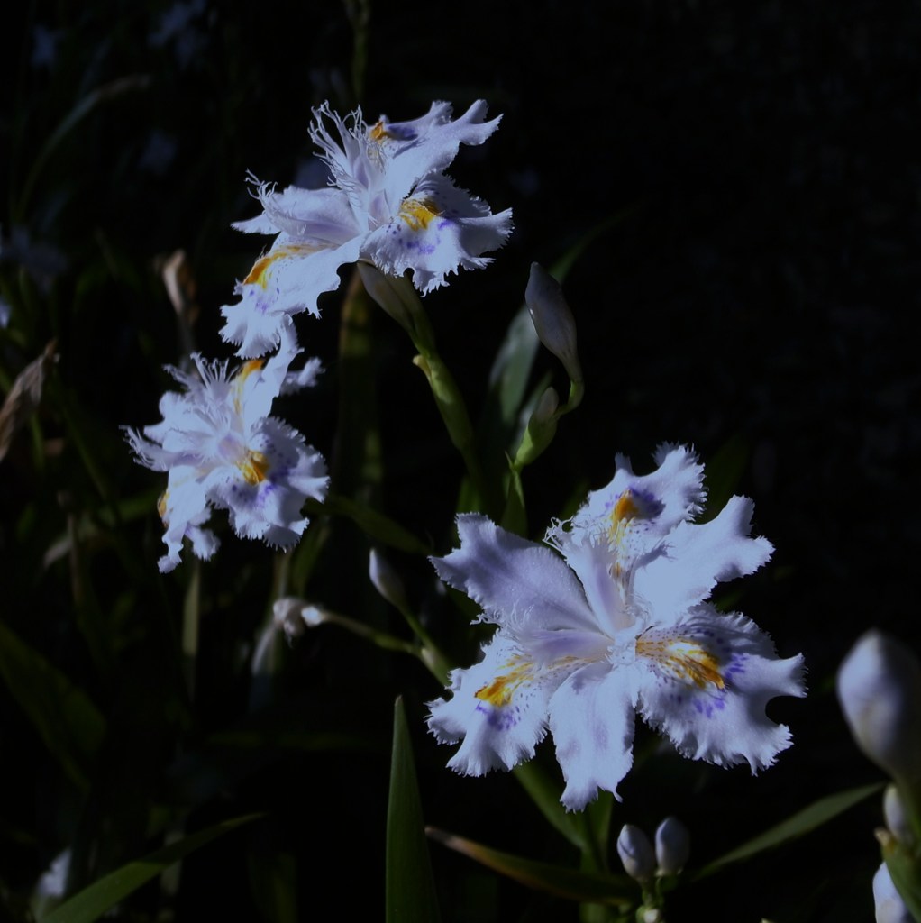 たまにはスクェアで