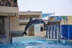 イルカ～