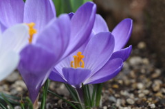 もうすぐ春ですね