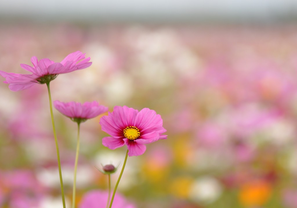 ２３００万分の３のコスモス