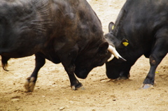 牛の角突き