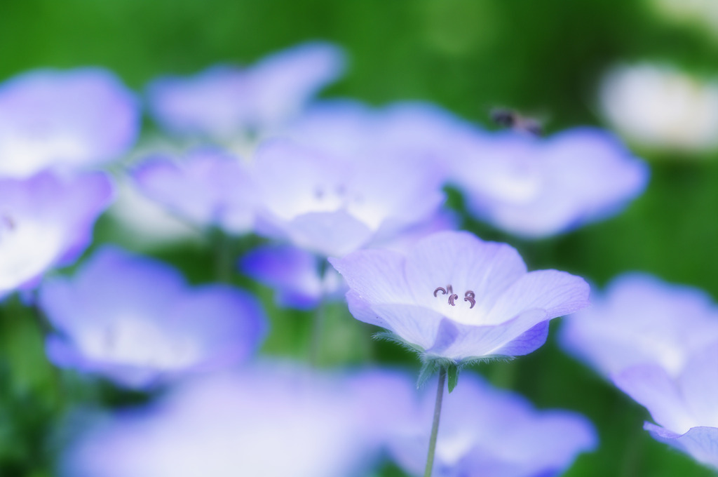 Nemophila