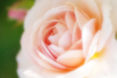 Soft Rose