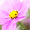 Cosmos