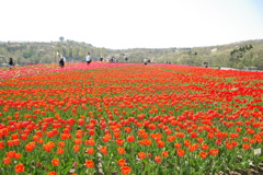 チューリップ16