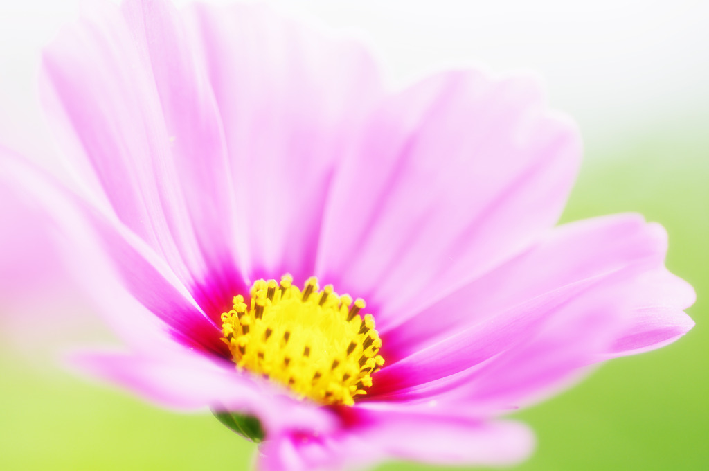 Cosmos