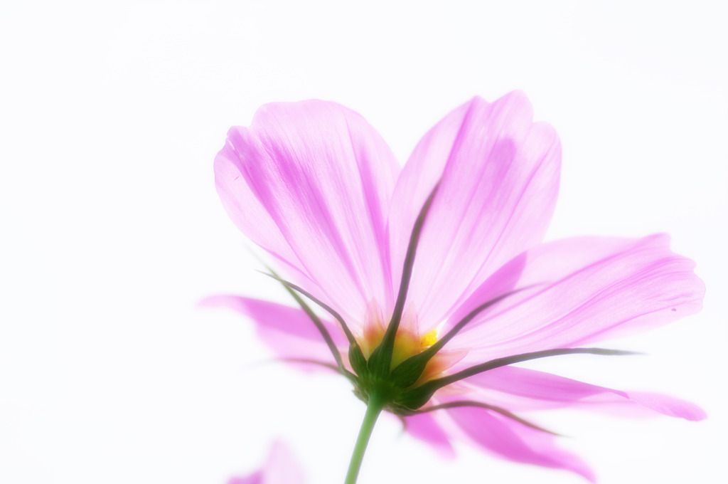 Cosmos