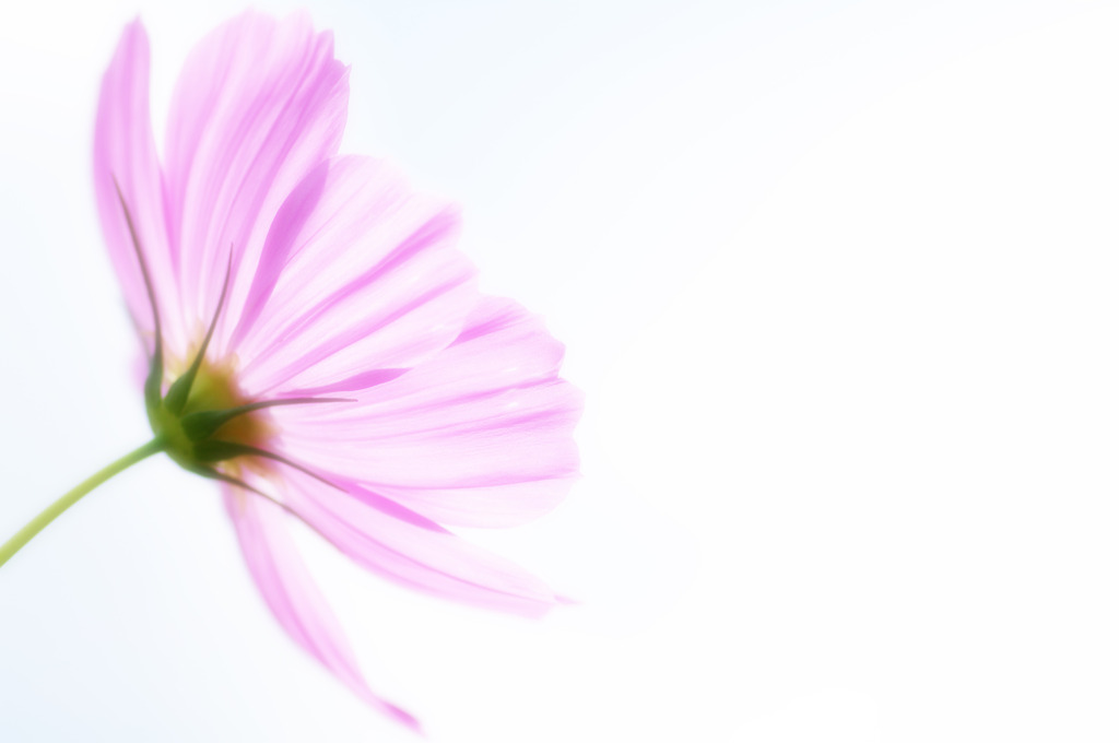 Cosmos