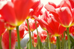 チューリップ01