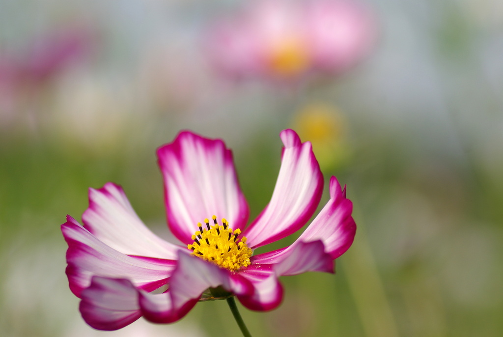 秋桜4