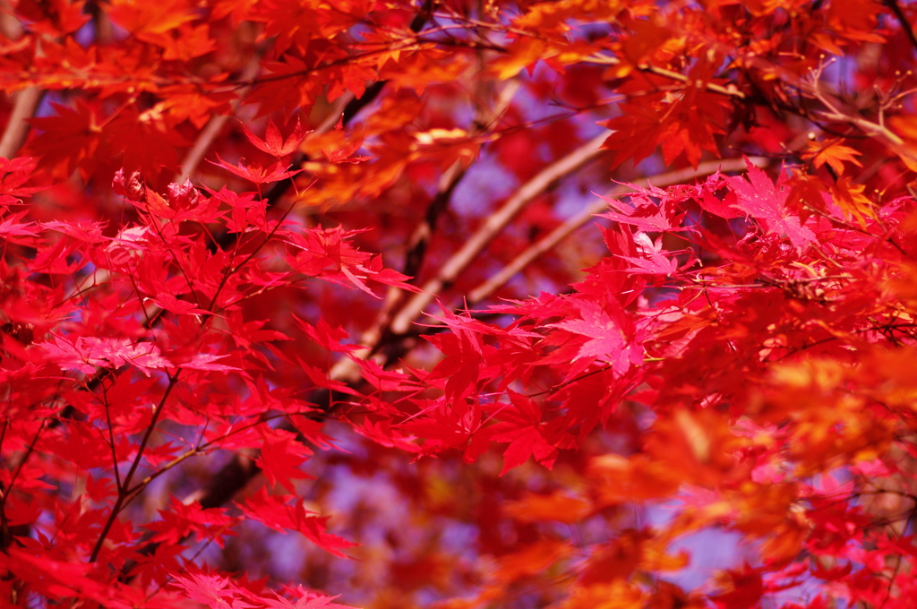 Fly into RED