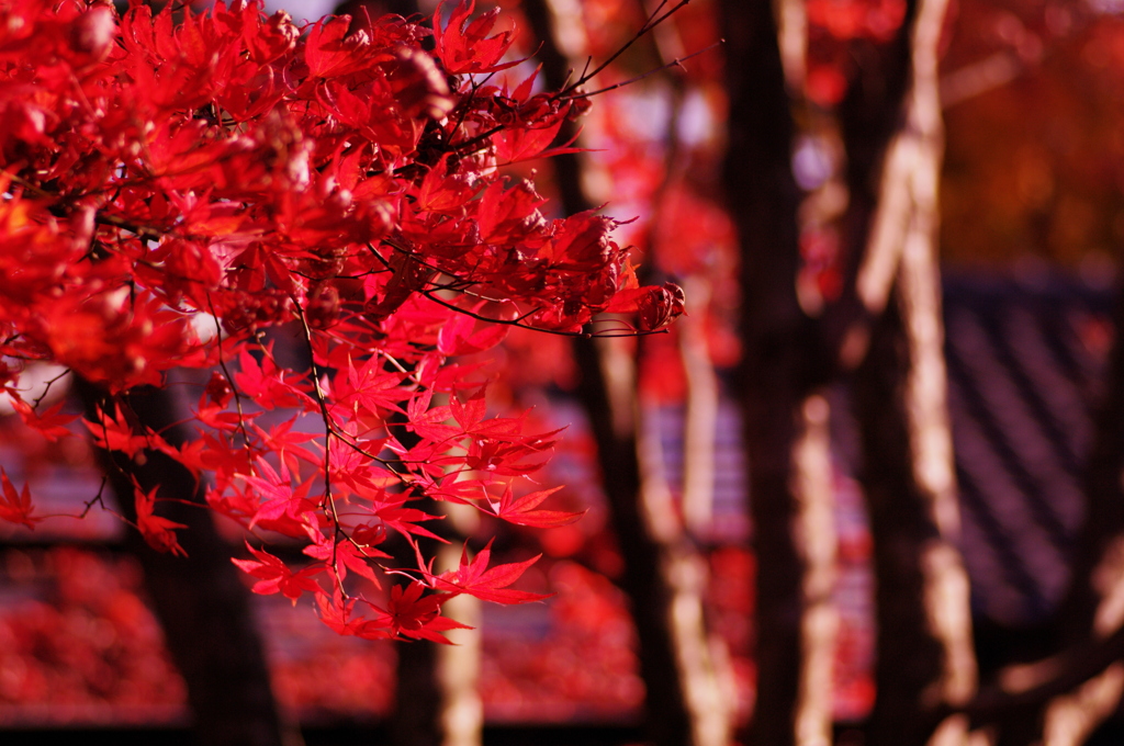 Fly into RED