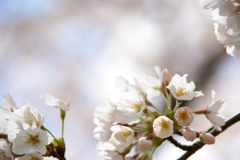 サクラ04