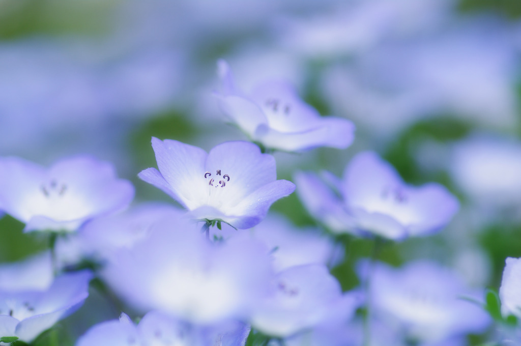 Nemophila