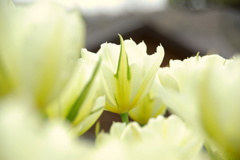 チューリップ03