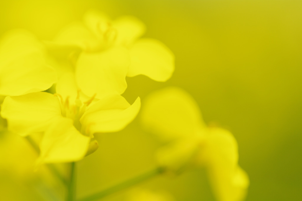 6月の菜の花