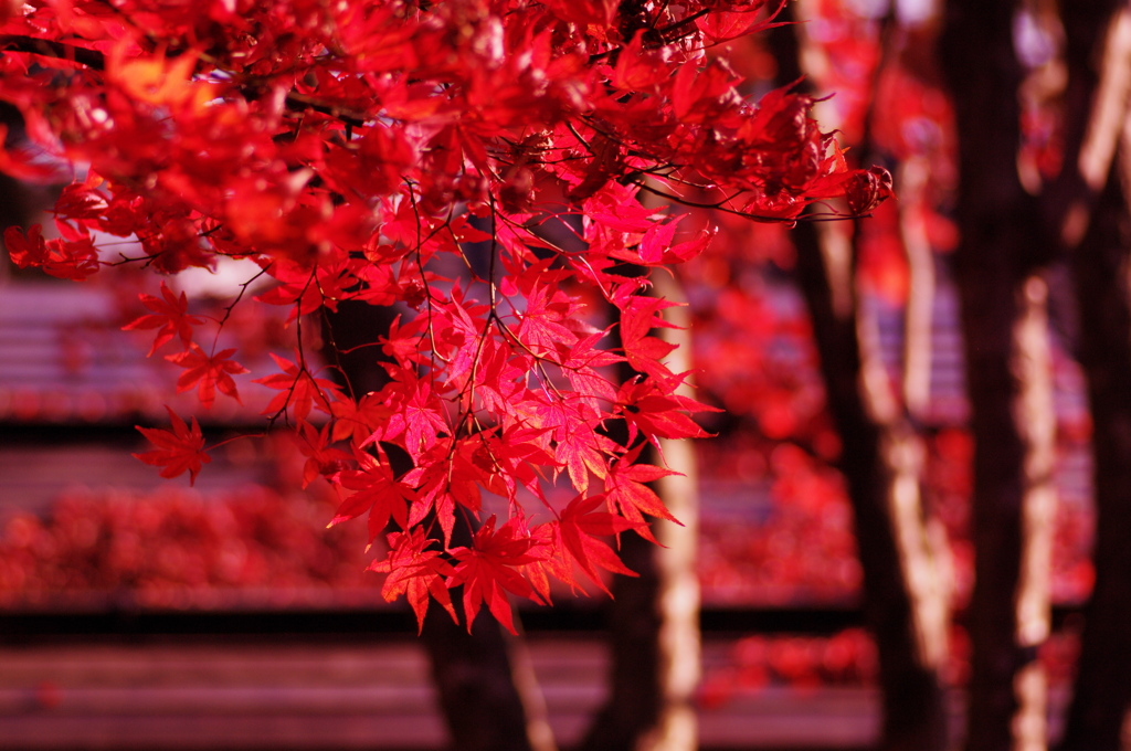 Fly into RED