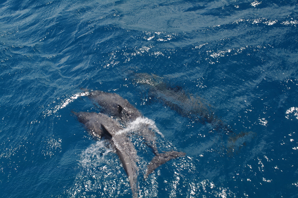 Dolphin