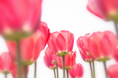 チューリップ11
