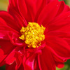 夏の花