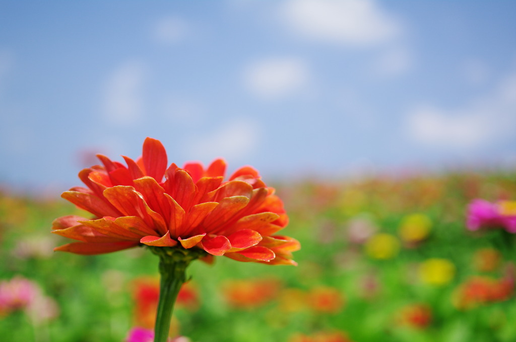 Zinnia